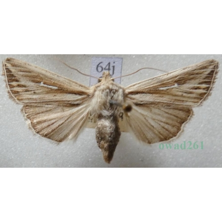 Mythimna l-album (Linnaeus, 1767) Piętnówka leica Czech64j